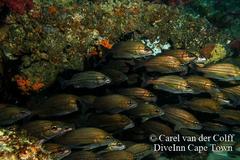 Pomadasys striatus