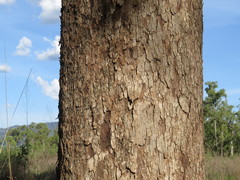 Eucalyptus leptophleba