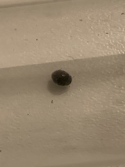 Rhyzobius forestieri