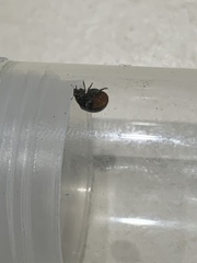 Rhyzobius forestieri