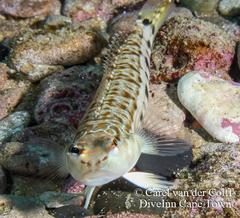 Parapercis robinsoni