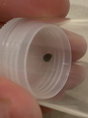 Rhyzobius forestieri