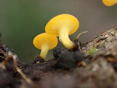 Dicephalospora rufocornea