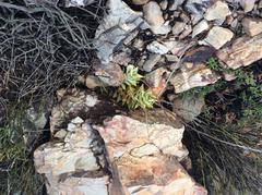 Astroloba rubriflora