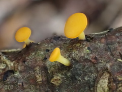 Dicephalospora rufocornea