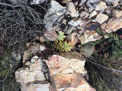 Astroloba rubriflora