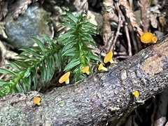 Dicephalospora rufocornea