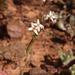 Fine Sunspurge - Photo (c) Nick Helme, some rights reserved (CC BY-SA), uploaded by Nick Helme