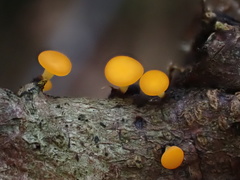 Dicephalospora rufocornea