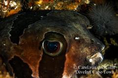 Diodon liturosus