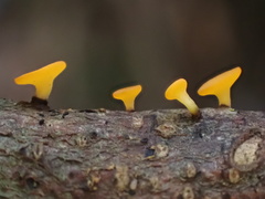 Dicephalospora rufocornea