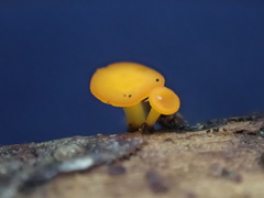 Dicephalospora rufocornea