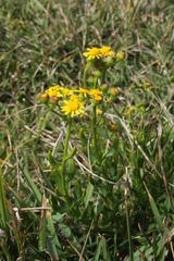 Senecio litorosus
