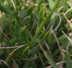 Senecio litorosus