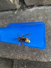 Vespa crabro