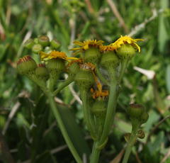 Senecio litorosus