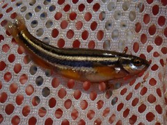 Chrosomus erythrogaster