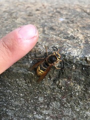 Vespa crabro