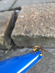 Vespa crabro