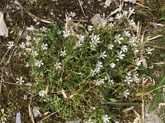 Cerastium morrisonense
