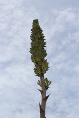 Agave nuusaviorum