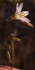 Ixia capillaris
