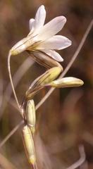 Ixia capillaris