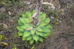 Agave nuusaviorum
