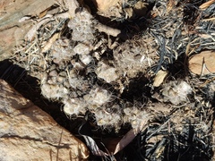 Anacampseros subnuda