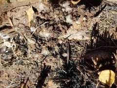 Anacampseros subnuda