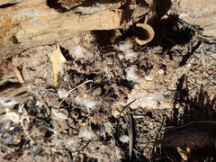 Anacampseros subnuda