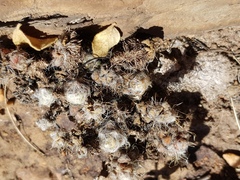 Anacampseros subnuda