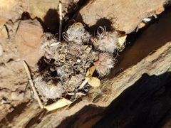 Anacampseros subnuda