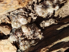 Anacampseros subnuda