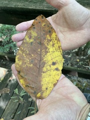 Nyssa aquatica