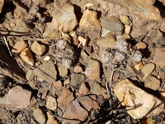 Anacampseros subnuda