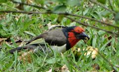 Lybius torquatus torquatus