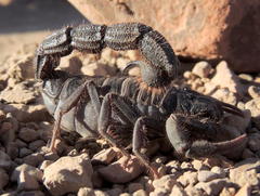 Parabuthus villosus