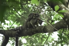Bassariscus sumichrasti