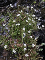 Cerastium morrisonense