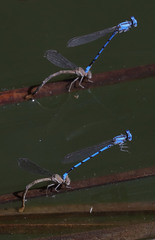 Argia agrioides
