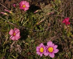 Moraea variabilis