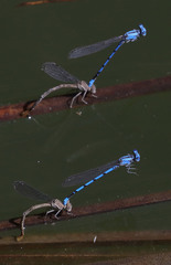 Argia agrioides