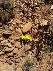 Gazania krebsiana serrulata
