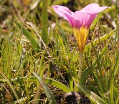 Moraea variabilis