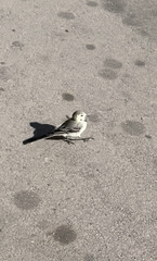 Motacilla alba