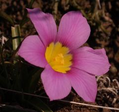 Moraea variabilis