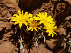 Gazania krebsiana serrulata