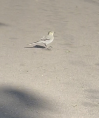 Motacilla alba