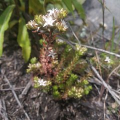 Sedum goldmanii